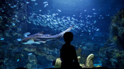Silhouette of little curious boy sitting on the bench and looking at fishes and sharks swimming in...