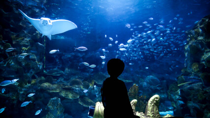 Silhouette of little boy looking on fishes and sharks swimming in big aquarium at zoo. 23rd of...