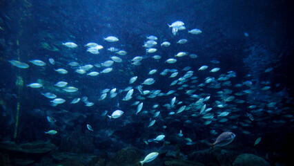 Fototapeta na wymiar Stingray, sharks and fishes swimming in big aquarium. Abstract underwater background or backdrop