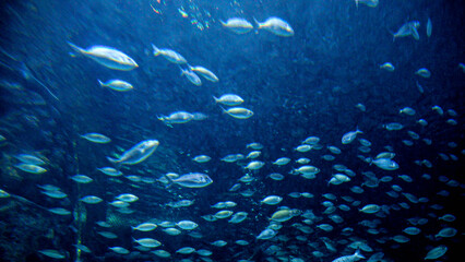 Lots of fishes, sharks and stingrays swimming in big aquarium at zoo. Abstract underwater background or backdrop