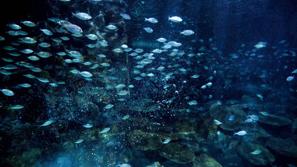 Air bubbles flowing between lots of fishes and sharks swimming in sea water with cliffs and coral...