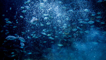 Air bubbles and lots of fishes swimming in clear ocean water. Abstract underwater background or backdrop
