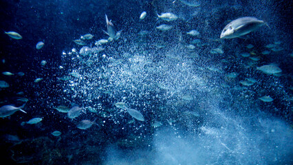 Big school of sea fishes swimming in dark clear sea water through lots of floating air bubbles