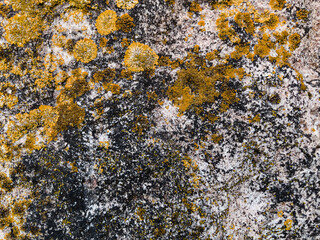 texture of stone with yellow lichen close up