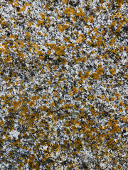texture of stone with yellow lichen close up
