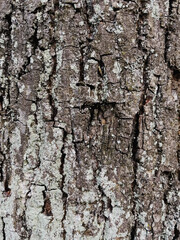 bark of a tree close up texture