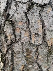 bark of a tree close up texture