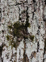 tree bark and ivy with moss