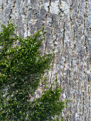 tree bark and ivy with moss