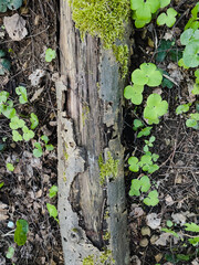 old wood texture tree close up