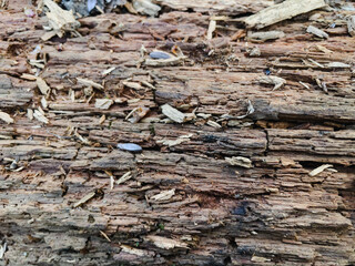 wood texture close up