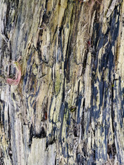 bark of a tree close up texture