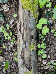 bark of a tree close up texture