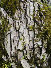 tree bark and ivy with moss