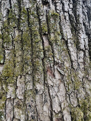 tree bark and ivy with moss