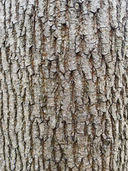 bark of a tree