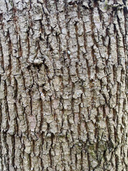 bark of a tree