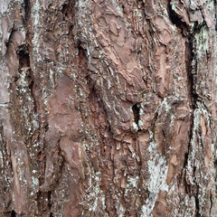 texture of bark of the tree close up