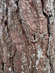 texture of bark of the tree close up