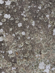 texture of stone close up