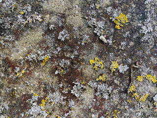 texture of stone close up