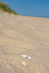 Shells at sand over the Baltic Sea at sunny day.