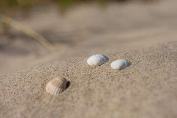 Fototapeta na wymiar Shells at sand over the Baltic Sea at sunny day.