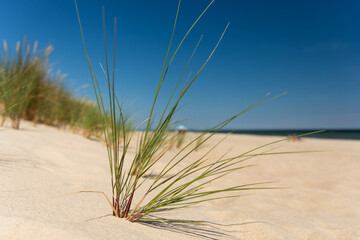 Sand dunes and grass over the Baltic Sea at sunny day. Beautiful summer landscape with sea view....