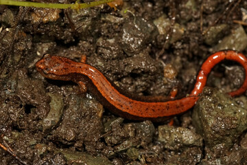 Closeup on a bright red Western redback salamander, Plethodon vehiculum sitting on the ground