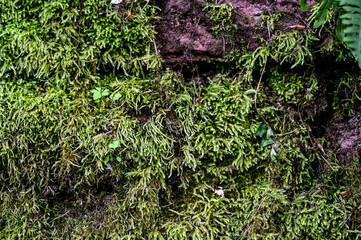 Grünes Moos auf einer alten Backstein-Mauer mit großen Steinen als Hintergrund zum austauschen in...