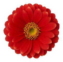 red flower isolated on transparent background, extracted, png file