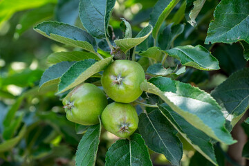 Frutas de manzana en una plantación de Sudtirol