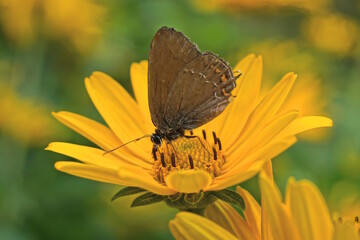 Obraz premium one small brown butterfly sits on a large yellow flower bud on a stem with green leaves in a summer garden