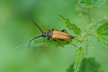 Fototapeta na wymiar one small brown black beetle sits on a green leaf of a wild plant in nature in a summer garden