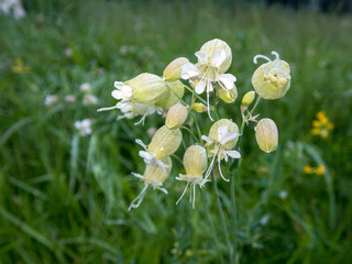 Flores silvestres en Sudtirol