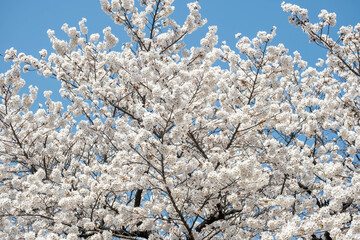 Beautiful scenery and flowers in Korea