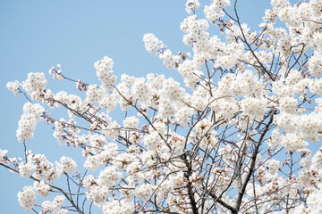 Beautiful scenery and flowers in Korea