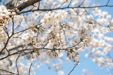 Beautiful scenery and flowers in Korea