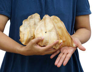 The pet's hand held the dried cow's ear close to its body. Dehydrated ox ears are a nutritious food suitable for dogs and animals that require a snack. Photo isolate.