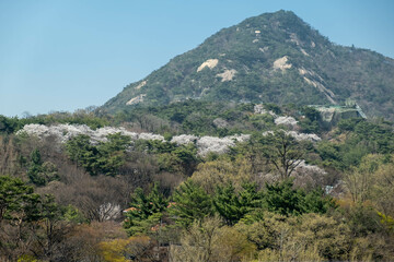Fototapeta na wymiar Gyeonghoeru Pavilion of Gyeongbokgung Palace - Korea , Seoul