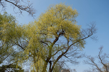 Beautiful scenery and flowers in Korea