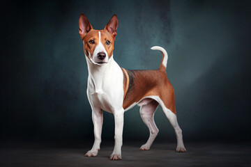 Basenji dog standing on dark background. Studio shot of purebred dog. selective focus.