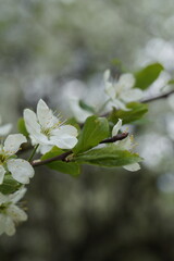 tree blossom