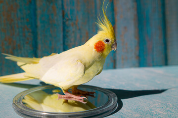 Yellow cockatiel parrot.Cute cockatiel.Home pet parrot.The best cockatiel.Beautiful photo of a...