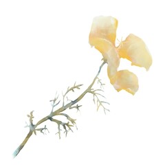 A delicate California Poppy flower of soft orange color with a slender stem and leaves on a white background. This digital watercolor painting captures the beauty and grace of this native wildflower. 