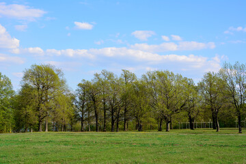 Obraz premium green lawn with oak forest on background and blue sky and white clouds 