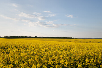 Obraz premium field of yellow rapeseed. field of yellow flowers. field