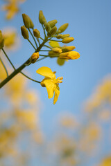 Rapeseed flower against the blue sky