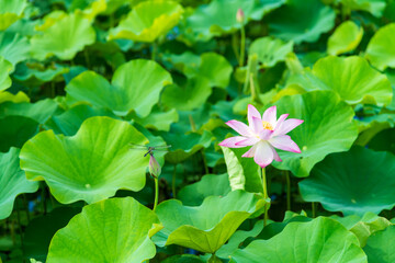 蓮の花を見つめるトンボ
