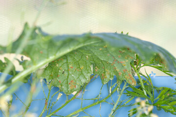 Aphid infestation little bugs covering the underside of a leaf in a garden